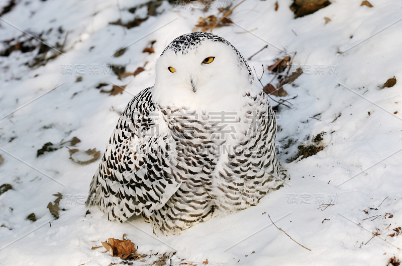 雪鸮