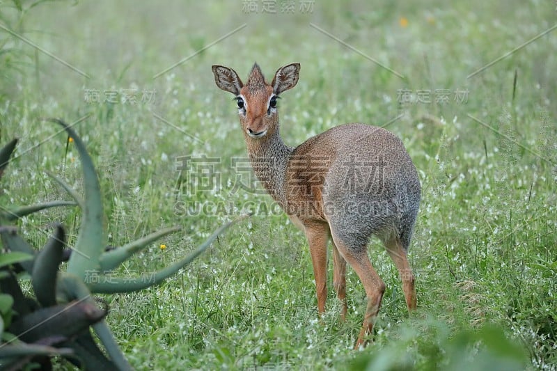 柯克是dik-dik