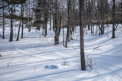 森林里的北欧滑雪道
