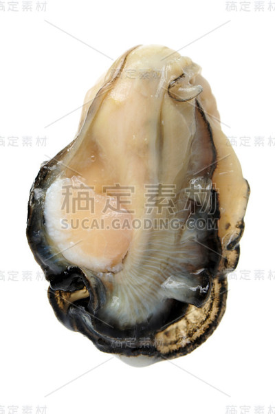 新鲜生蚝