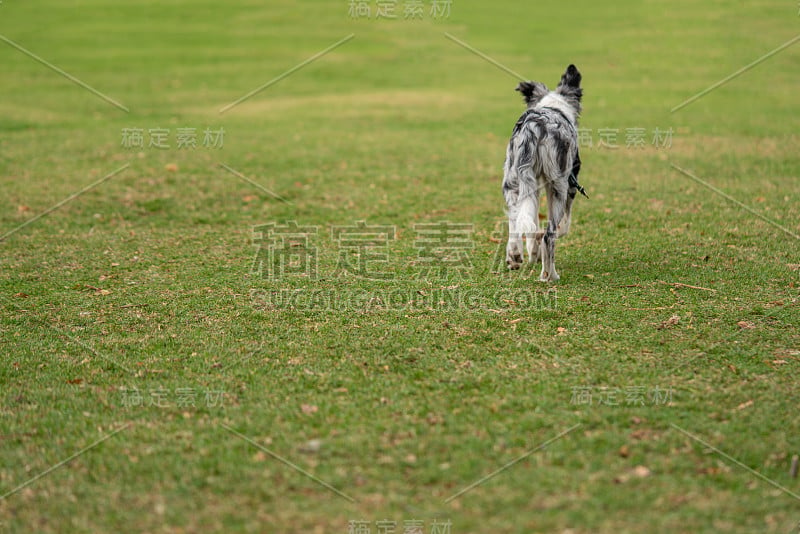 小狗边境牧羊犬梅尔