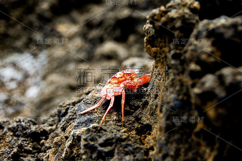 夏威夷的海蟹