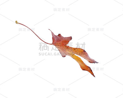秋天叶子