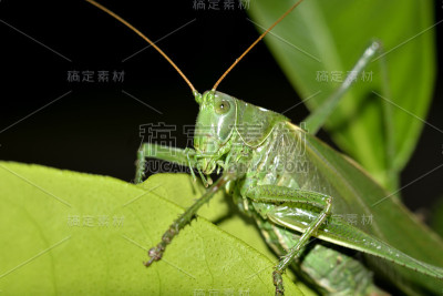 绿色蚱蜢