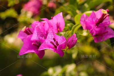 花园里的九重葛花