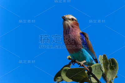 枝头上的丁香色滚轴