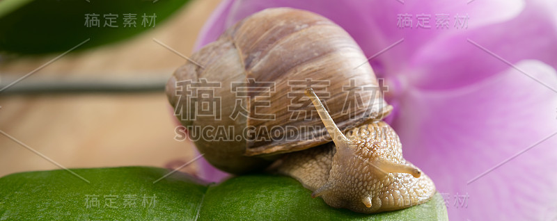 蜗牛坐在一片绿叶上，在花的背景上