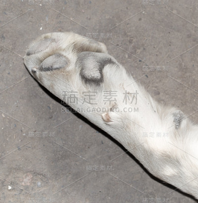 狗的爪子
