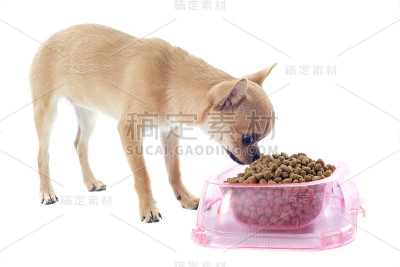 小狗吉娃娃和食物碗