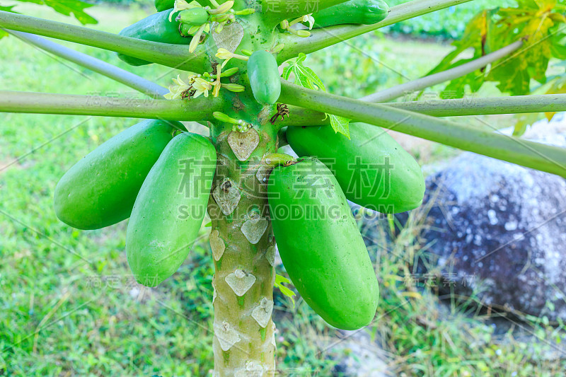 泰国的木瓜植物