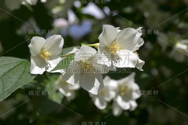 冠状花费城甜似桔黄色白色花在灌木枝上盛开，开花的英国山茱萸观赏植物