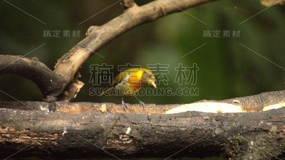 Guira唐纳雀