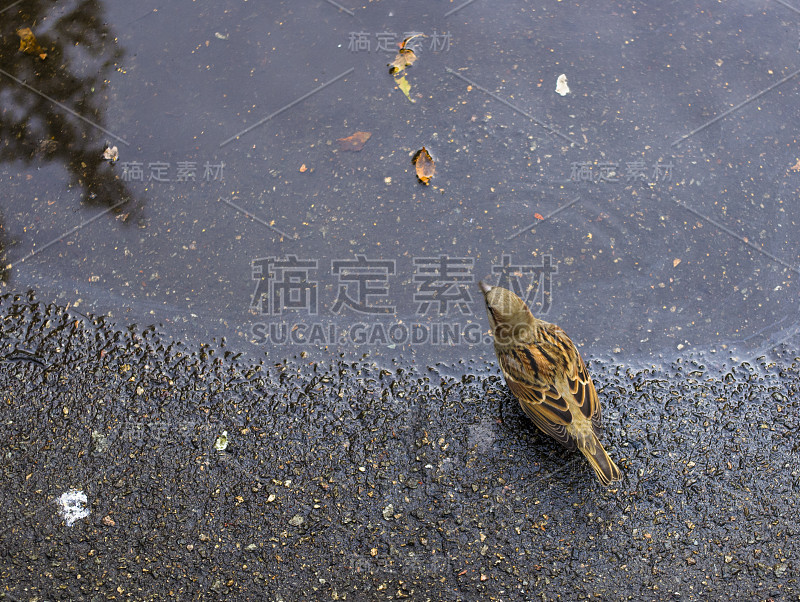 小麻雀坐在水坑旁边