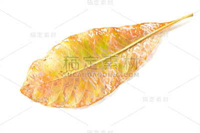 秋天叶子