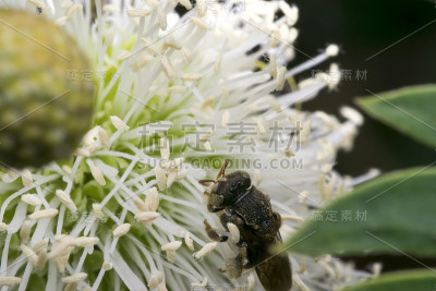 白色花朵上的小黑黄蜂