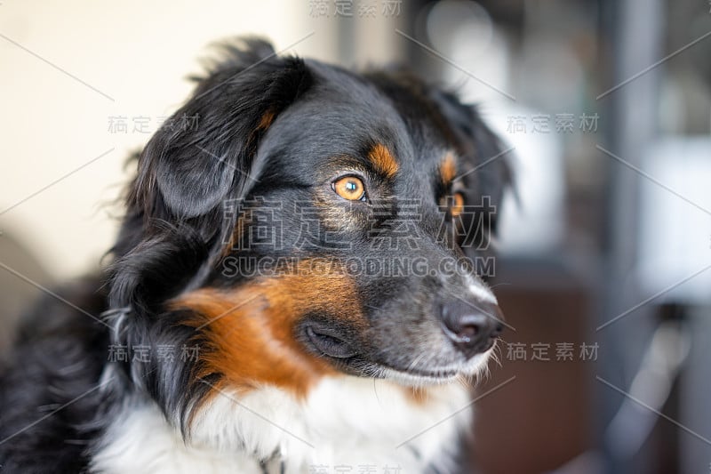 澳洲牧羊犬头像