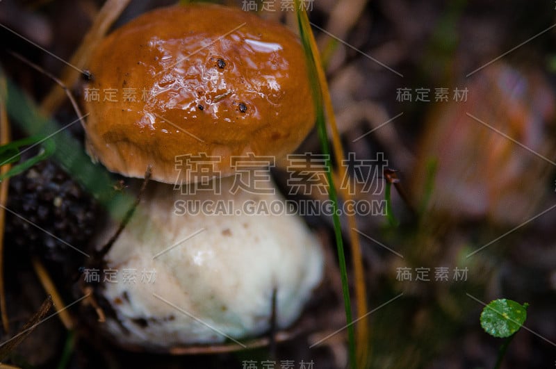 美丽的新鲜食用蘑菇，牛肝菌在明亮的绿色草地上在秋天的森林。