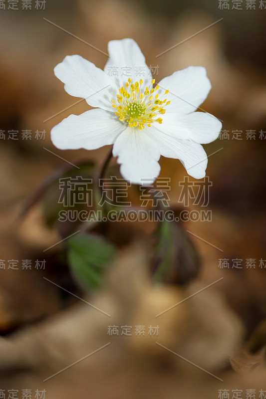 木银莲花(anemone nemorosa):阴木中的白色银莲花，毛茛科毛茛科的早春花。风花，针茅或