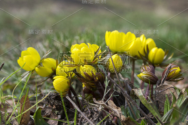 蛇尾草，早春开花，冬附子背光