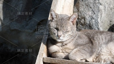 灰色的家猫