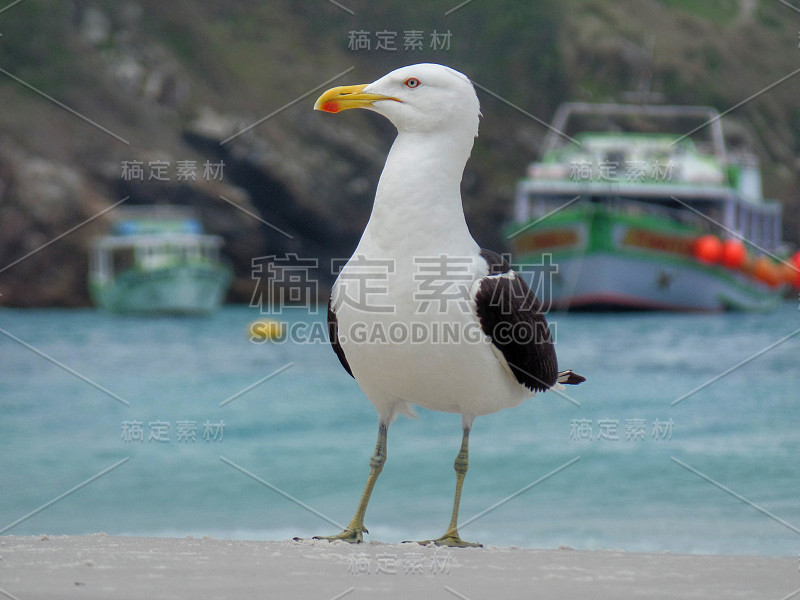 海鸥站在沙滩上，普拉尼哈斯做Pontal海滩，阿拉亚尔做卡波