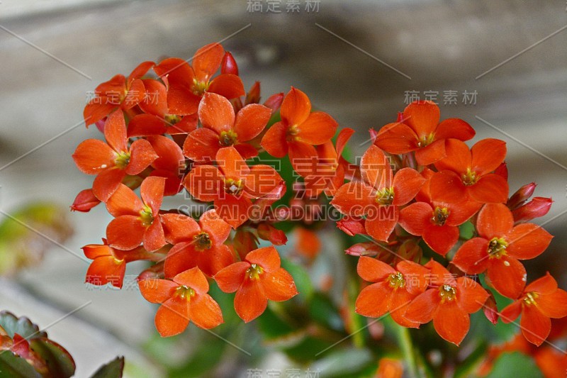 高凉菜属橙花