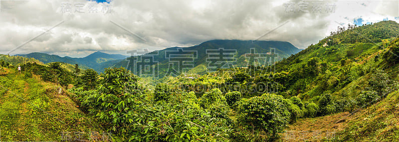 牙买加的蓝山咖啡种植地