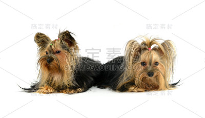 孤立的约克郡犬白色