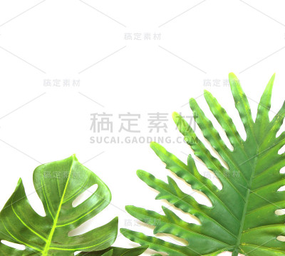 热带philodendron和monstera棕榈叶树背景