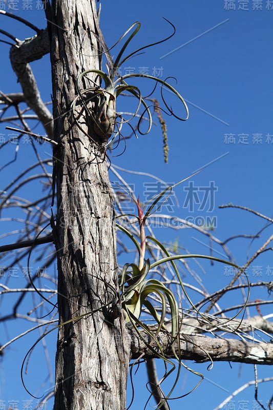 湿地柏树上的空气植物