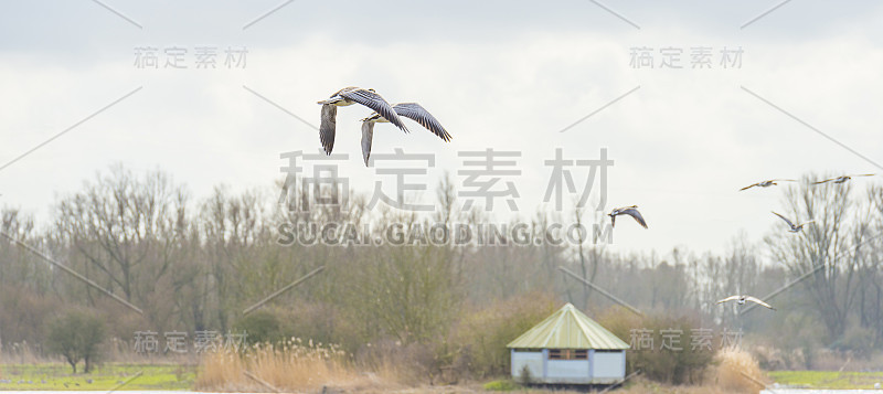 冬天，一群大雁在自然公园的天空中飞翔