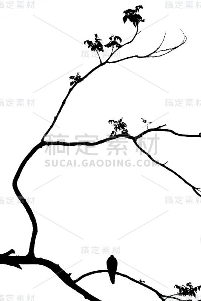 独鸟在树枝上，孤立白色的背