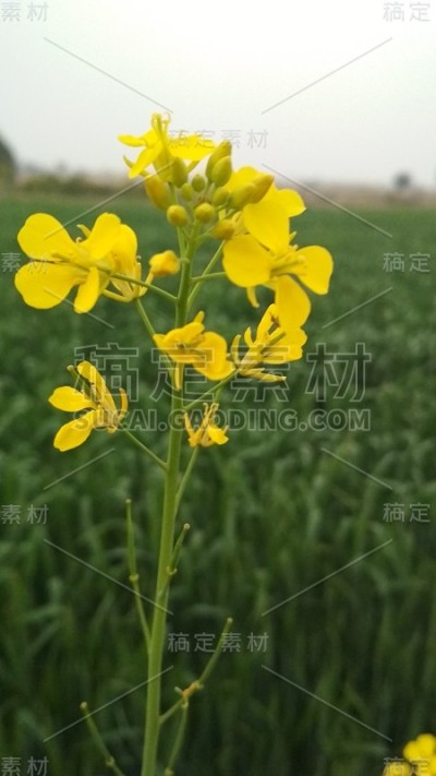 黄色的花