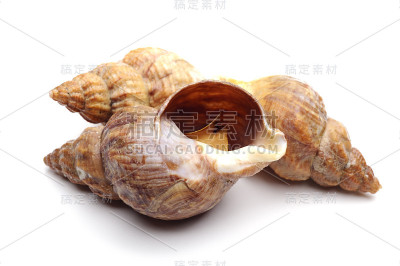 新鲜的蜗牛