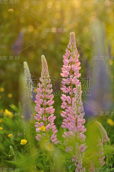 狼的花