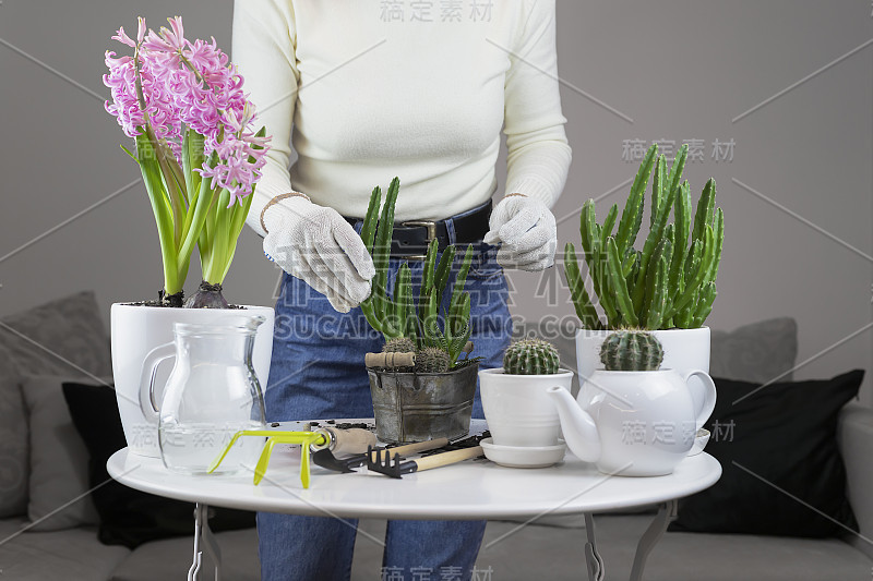 一名妇女在家将多肉植物移植到一个古董金属锅里，白色桌子上放着园艺工具。有许多植物的现代室内。花卉栽培