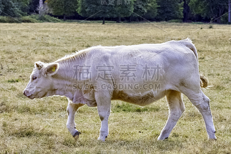 夏洛来牛-英国农场的年轻公牛