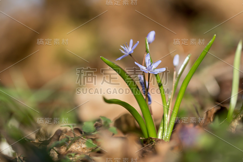 高山鹅毛笔或双叶鹅毛笔，早春紫色的花，从有两个长矛状叶子的地下球茎中生长出来，拉丁鹅毛笔