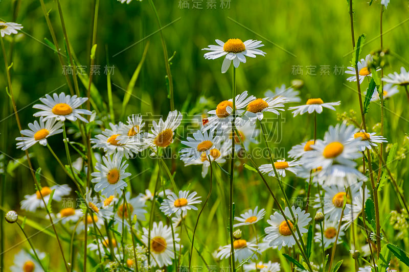 夏日的林间空地上，有洋甘菊、缬草、覆盆子和其他野花。