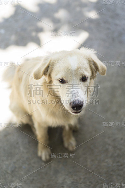 平涂寻回犬