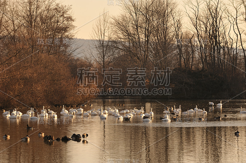 湖上的雪鹅