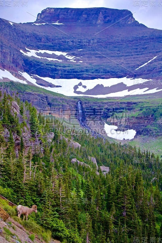 大角羊，瀑布，松树和山的背景