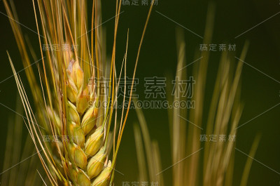 小麦穗前景与背景失焦
