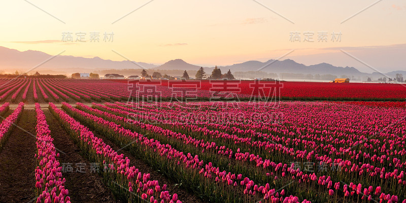 雾蒙蒙的日出时分，斯卡吉特山谷的郁金香田