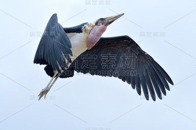 鹳是一种生活方式非常独特的鹳。