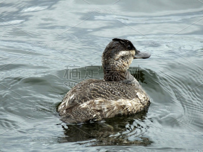 红鸭(Oxyura jamaicensis)