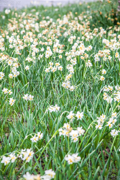 花坛与黄色的小水仙花在春天