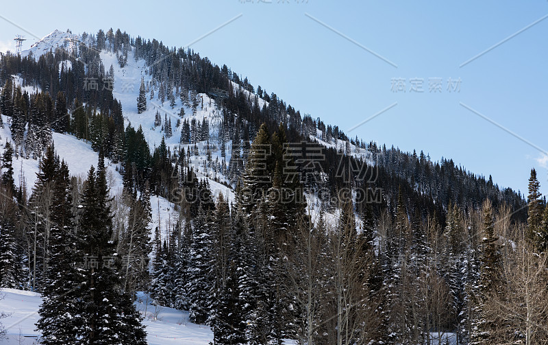 在雪鸟滑雪场在小棉花峡谷的山和森林被雪覆盖在冬天的观点