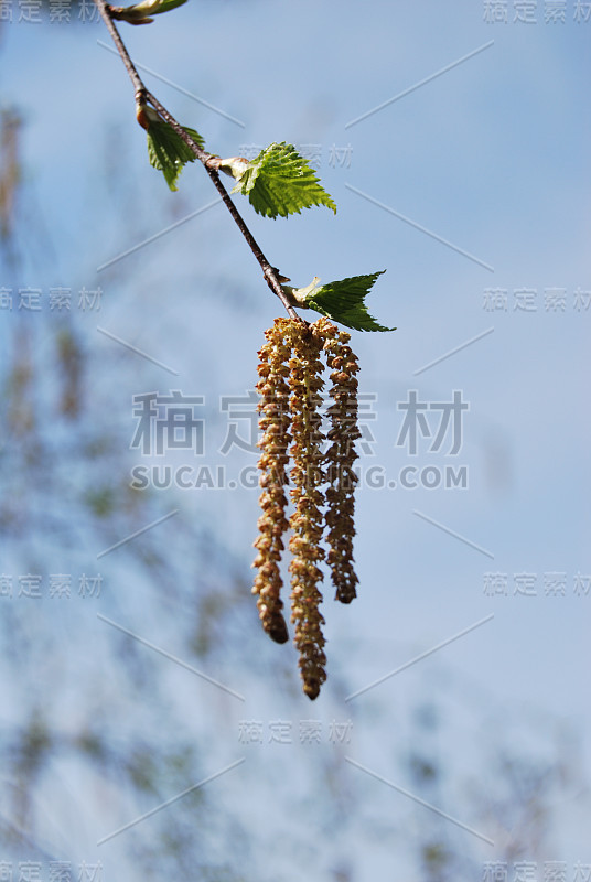 桦木耳环，西伯利亚，鄂木斯克地区，俄罗斯