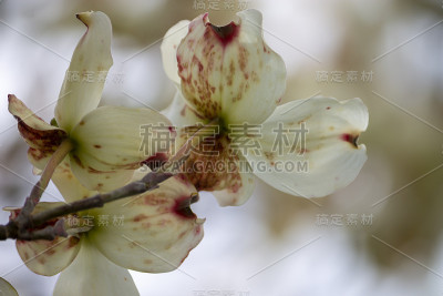 在一棵盛开的山茱萸树上显示斑点炭疽病的迹象的白色花瓣的特写。